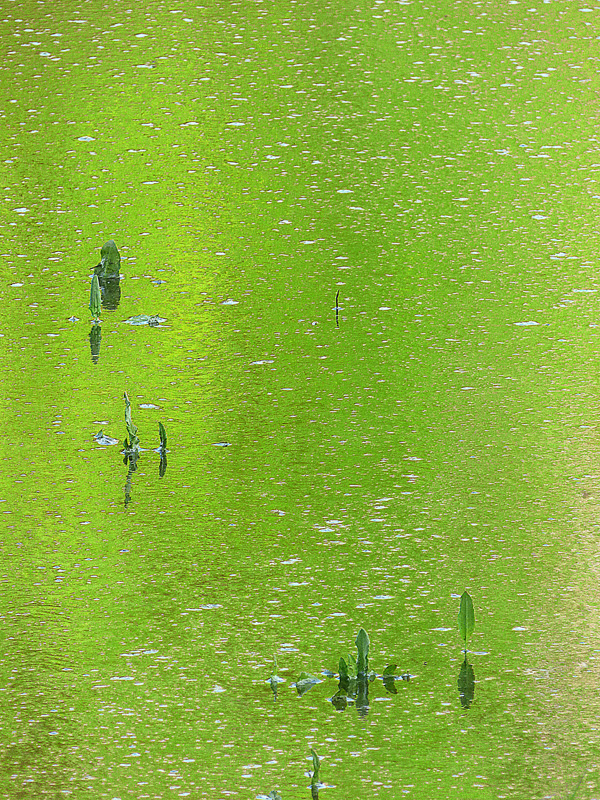 Etang jaune